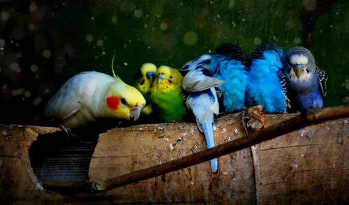 Попугаи Обои на телефон группа птиц, сидящих на бревне