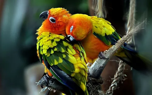 Попугаи Обои на телефон пара птиц, сидящих на ветке