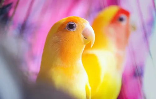 Попугаи Обои на телефон крупный план из двух птиц