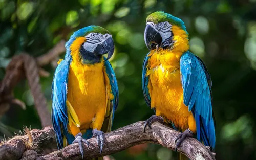 Попугаи Обои на телефон две разноцветные птицы на ветке
