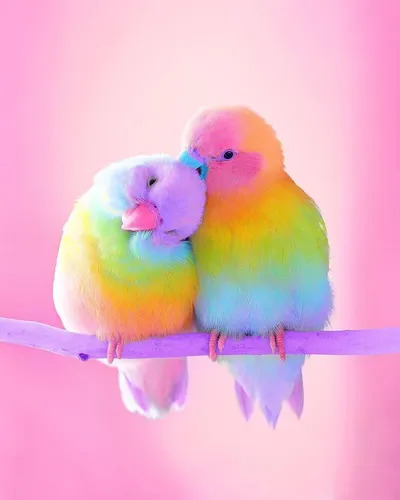 Попугаи Обои на телефон пара разноцветных птиц на ветке