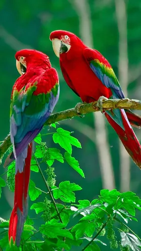 Попугаи Обои на телефон группа разноцветных птиц на ветке