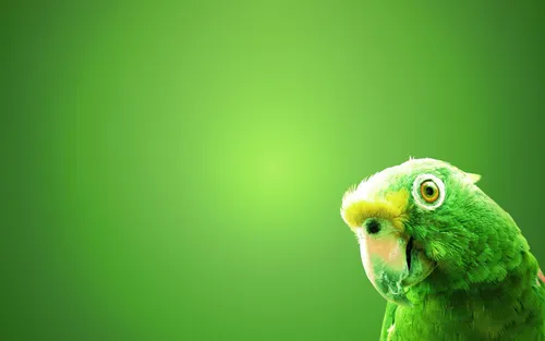 Попугаи Обои на телефон зеленый попугай с желтыми глазами