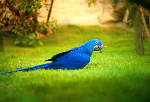Попугаи Обои на телефон синяя птица на траве