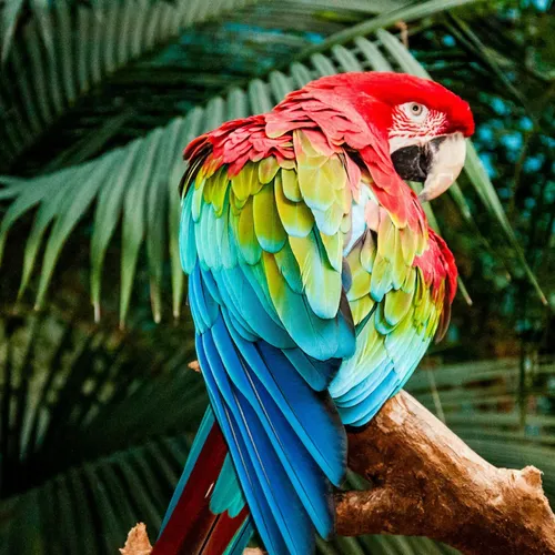 Попугаи Обои на телефон красочная птица на ветке