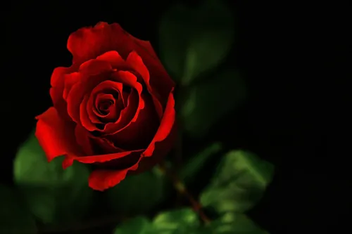 Романтика Обои на телефон красная роза крупным планом