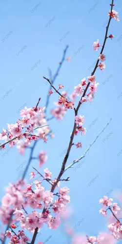 Романтика Обои на телефон дерево с розовыми цветами