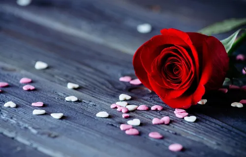 Романтика Обои на телефон красная роза на деревянной поверхности