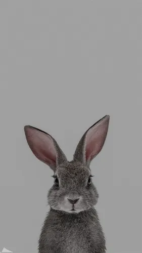 С Кроликами Обои на телефон кролик с большими ушами