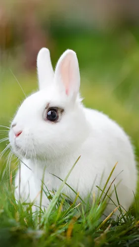 С Кроликами Обои на телефон белый кролик в траве
