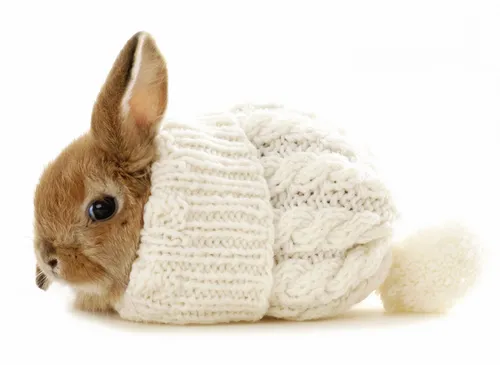 С Кроликами Обои на телефон кролик с белым полотенцем