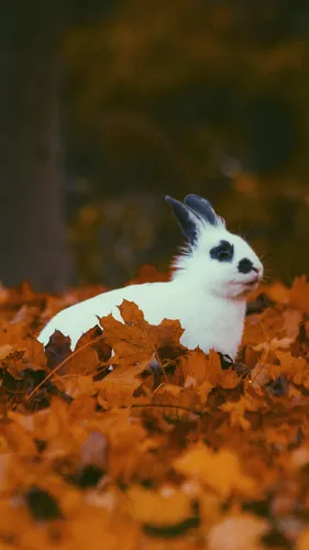 С Кроликами Обои на телефон белый кролик в куче листьев