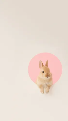 С Кроликами Обои на телефон кролик с воздушным шаром в форме сердца