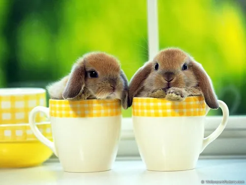 С Кроликами Обои на телефон группа кроликов в маленьких чашках