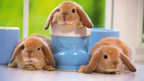 С Кроликами Обои на телефон группа кроликов в синей чаше