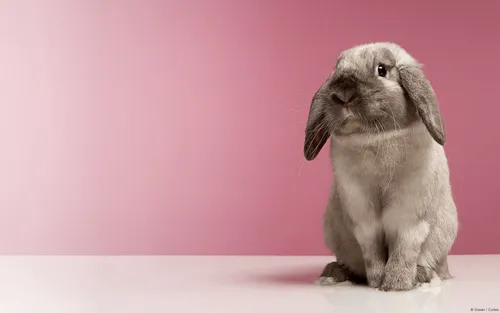 С Кроликами Обои на телефон серый кролик на розовом фоне