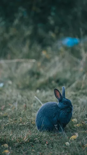 С Кроликами Обои на телефон кролик в травянистой местности