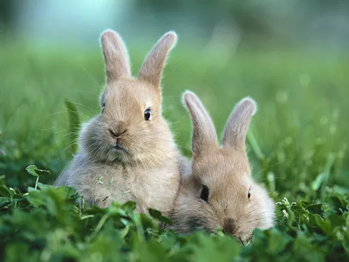 С Кроликами Обои на телефон два кролика в траве