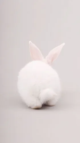 С Кроликами Обои на телефон белый кролик