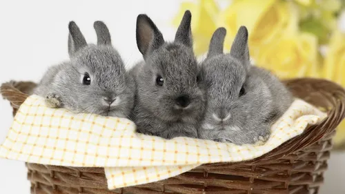 С Кроликами Обои на телефон группа кроликов в корзине