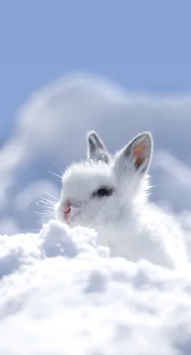 С Кроликами Обои на телефон белый кролик в облаках