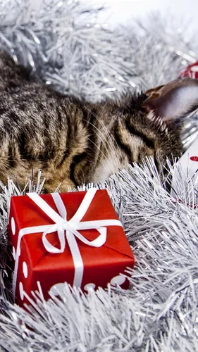 С Новым Годом Обои на телефон кошка, лежащая на одеяле рядом с подушкой в красно-белую полоску