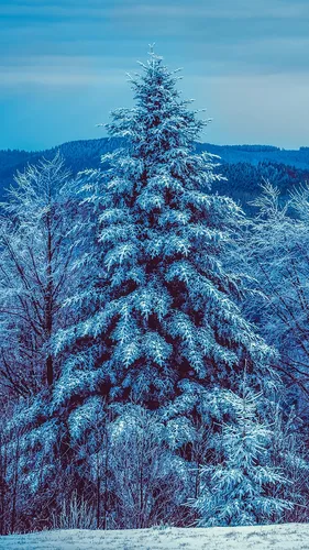 Самсунг Зима Обои на телефон группа деревьев со снегом