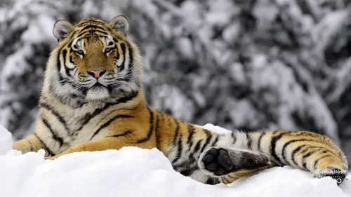 Самсунг Зима Обои на телефон тигр, лежащий в снегу