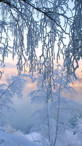 Самсунг Зима Обои на телефон заснеженный лес с голыми деревьями