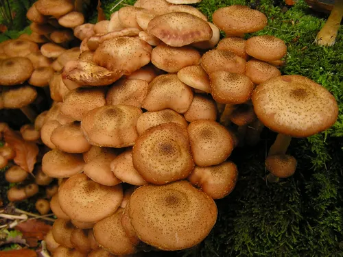 Опята Фото куча грибов