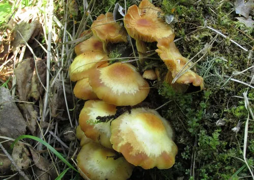 Опята Фото группа грибов, растущих в земле