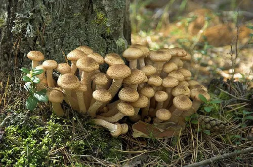 Опята Фото группа грибов, растущих на дереве