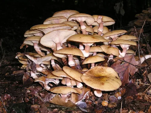 Опята Фото группа грибов