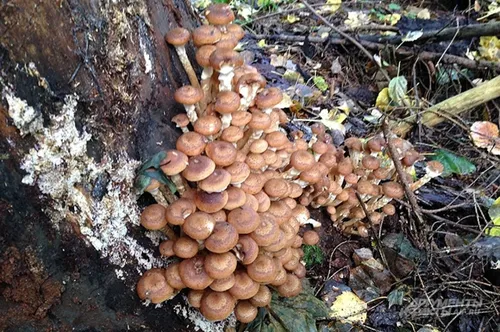 Опята Фото гроздь грибов, растущих на земле