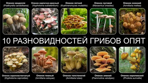 Опята Фото коллаж из грибов