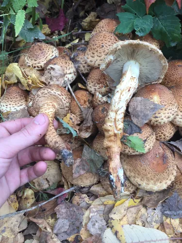 Опята Фото рука, держащая гриб