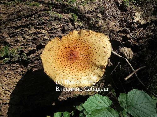Опята Фото гриб, растущий в грязи
