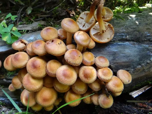 Опята Фото группа грибов, растущих в пруду