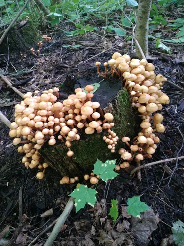 Опята Фото гроздь грибов, растущих в земле
