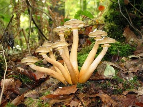 Опята Фото группа грибов, растущих в лесу