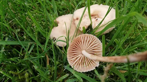 Опята Фото группа грибов, растущих в траве
