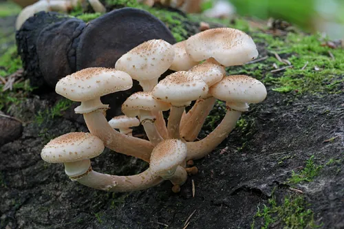Опята Фото группа грибов, растущих на пне