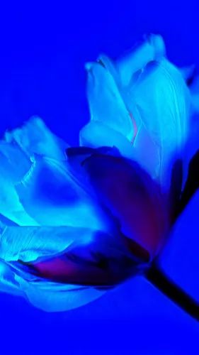Синего Цвета Обои на телефон синий цветок на темном фоне