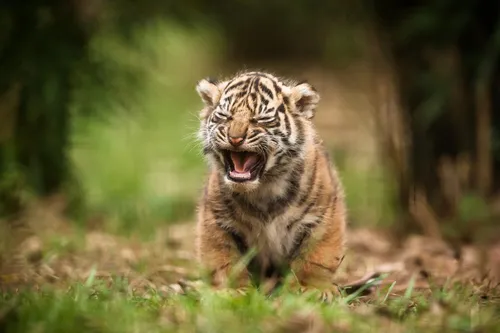 Тигренок Обои на телефон тигр бежит по траве