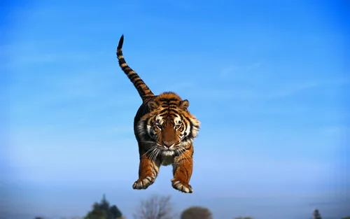 Тигренок Обои на телефон тигр прыгает в воздух