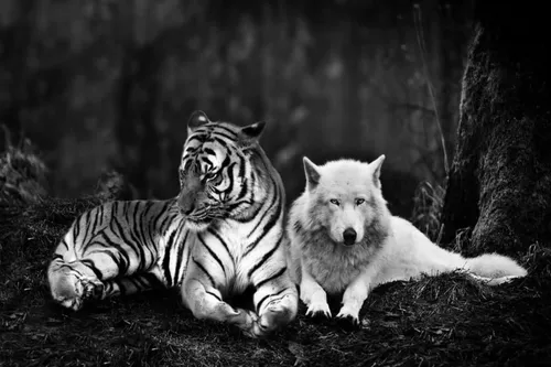 Тигренок Обои на телефон белый тигр и черный тигр лежат