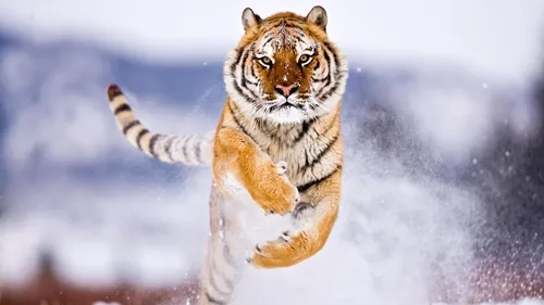 Тигренок Обои на телефон тигр бежит по снегу