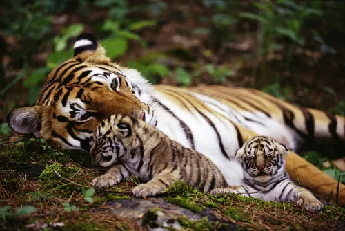 Тигренок Обои на телефон группа тигров, лежащих на земле
