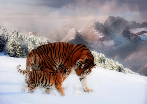 Тигренок Обои на телефон тигр и тигр на снегу