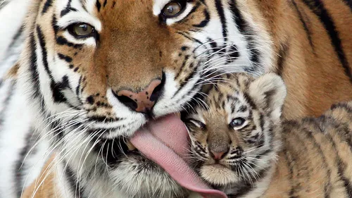 Тигрята Обои на телефон тигр лижет тигренка